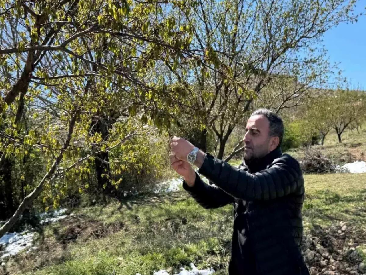 Malatya’nın Kayısı Üretim Merkezine Zirahi Don Vurdu