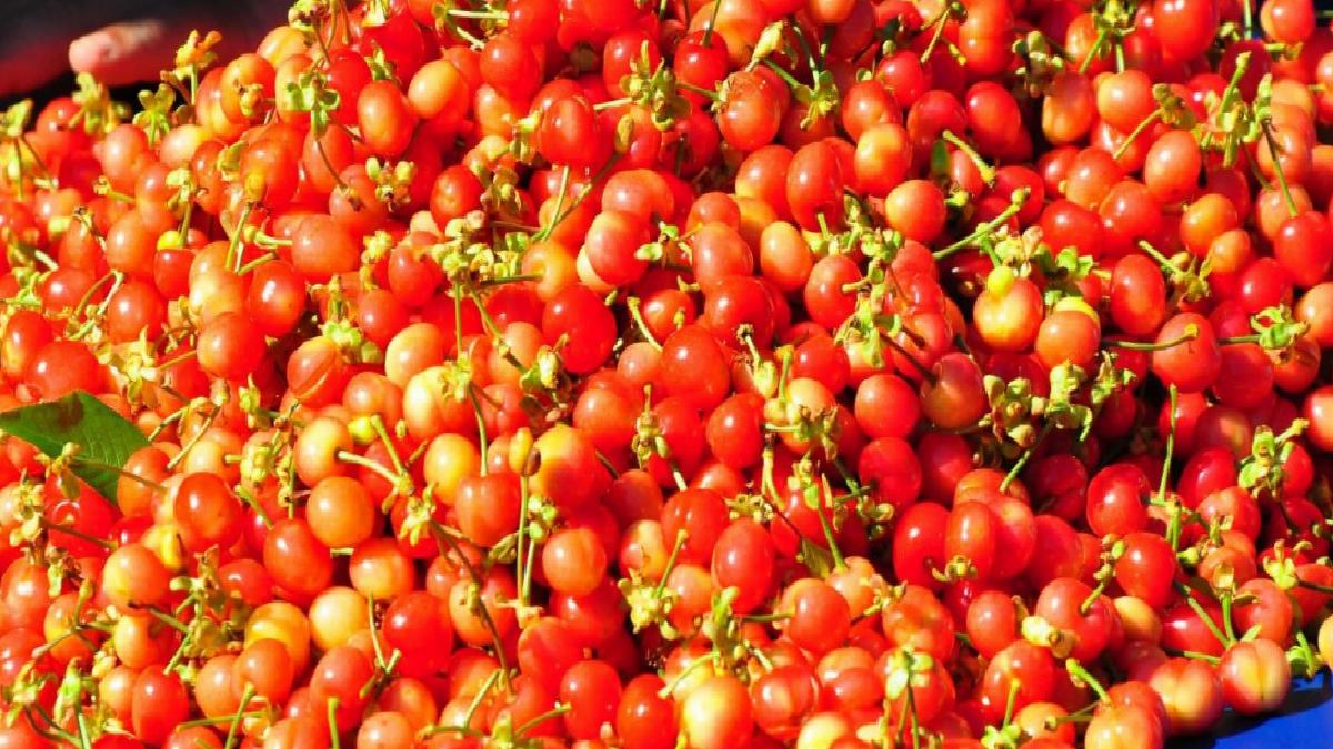 Manisa’da sezonunu ilk kirazı 3 bin 500 TL’den satıldı