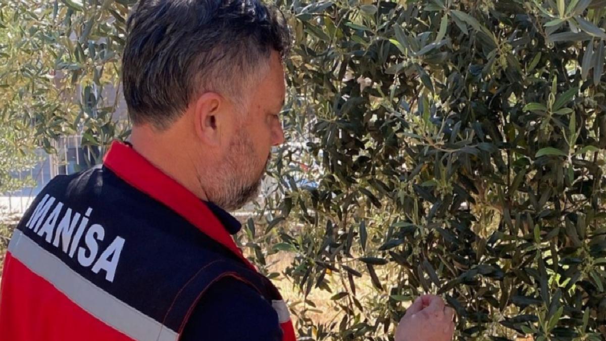 Manisa’da zeytin üreticilerine ’Pamuklu bit’ uyarısı
