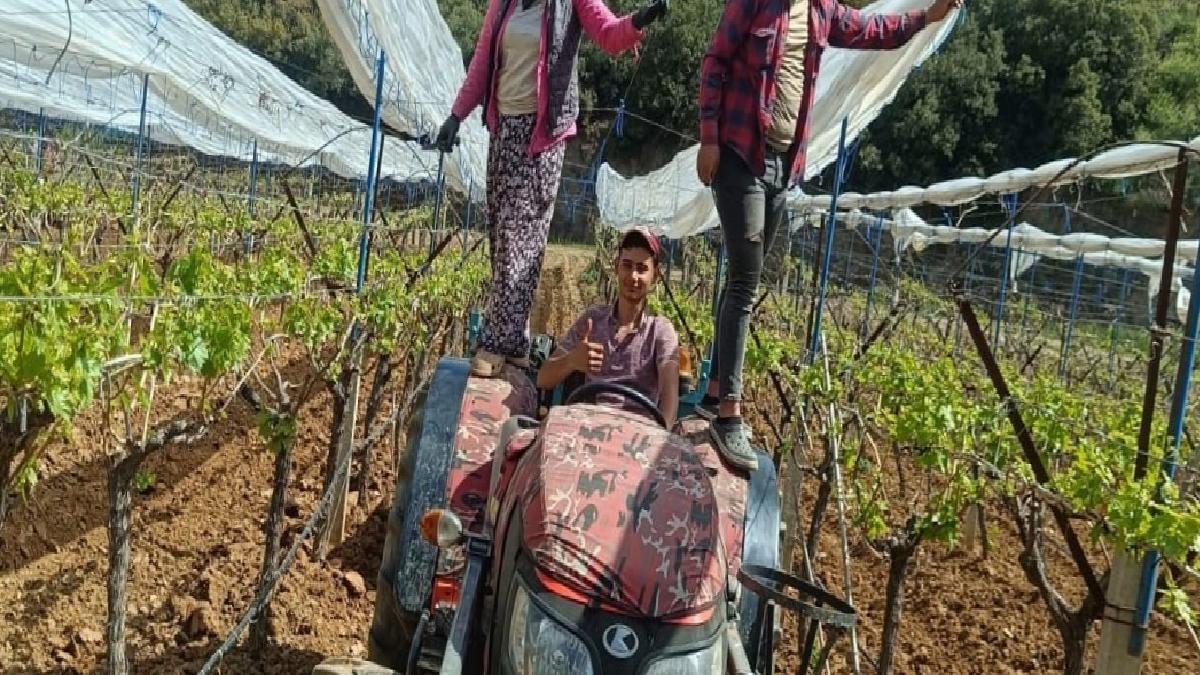 Manisa’daki üzüm bağlarına ‘İtalyan dolu tül sistemi’ kuruluyor