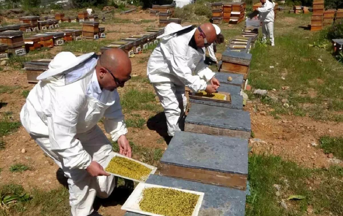 Mersin’de Polen Hasadı Başladı