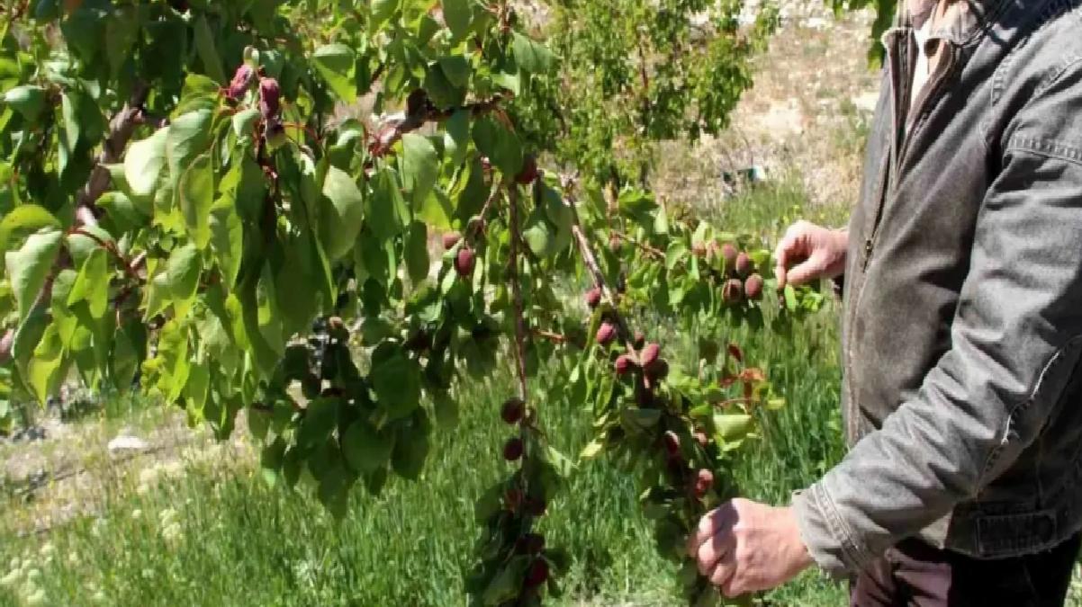 Mersin’de Zirai Don Etkisi: Mut Kayısısında %30 Kayıp