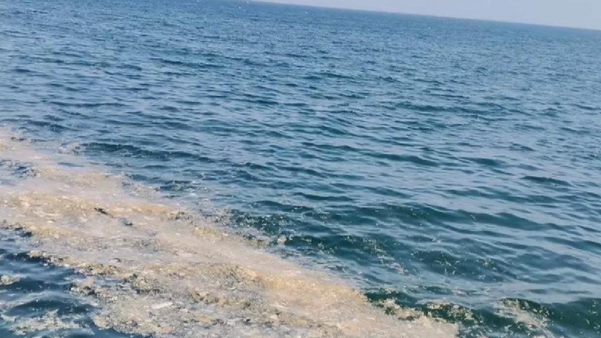 Mudanya’da Deniz Yüzeyinde Müsilaj