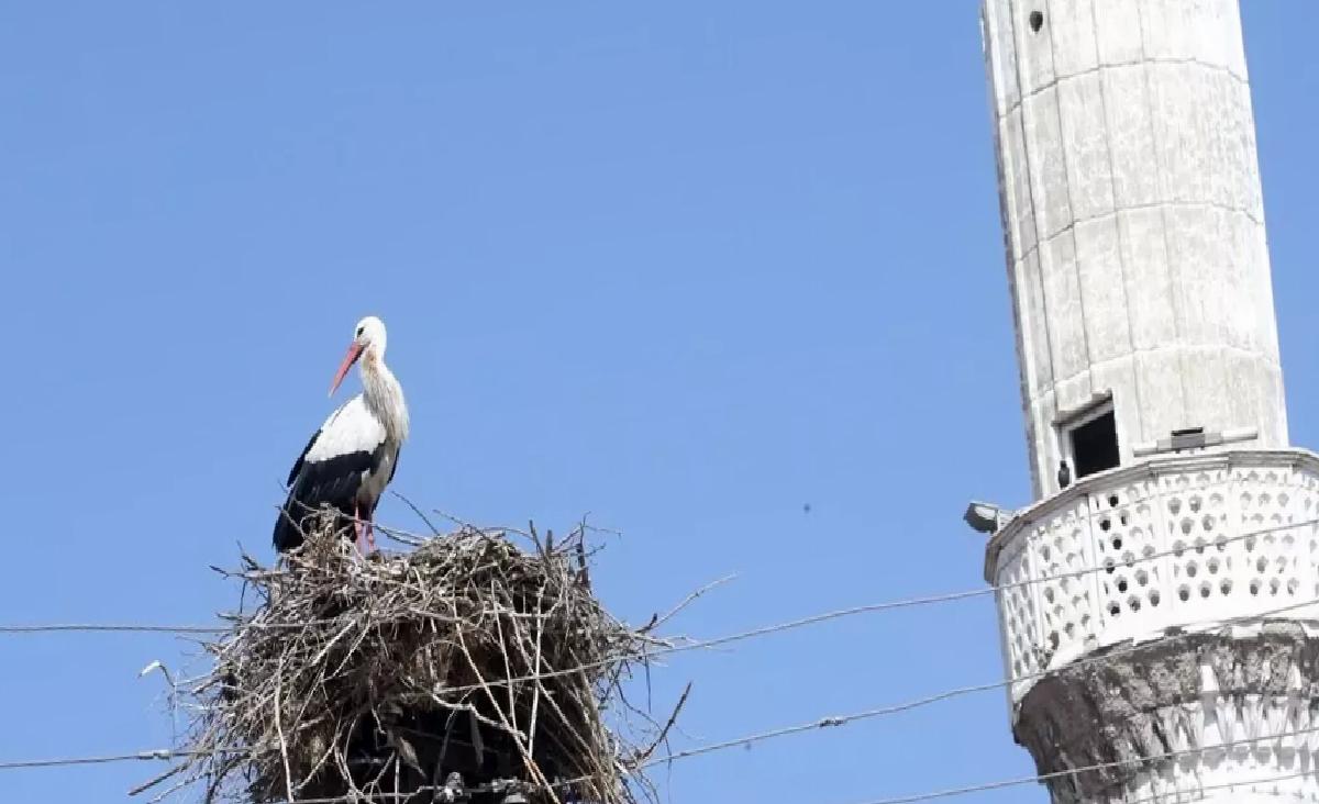 Muş Ovası’nda Leylek Festivali