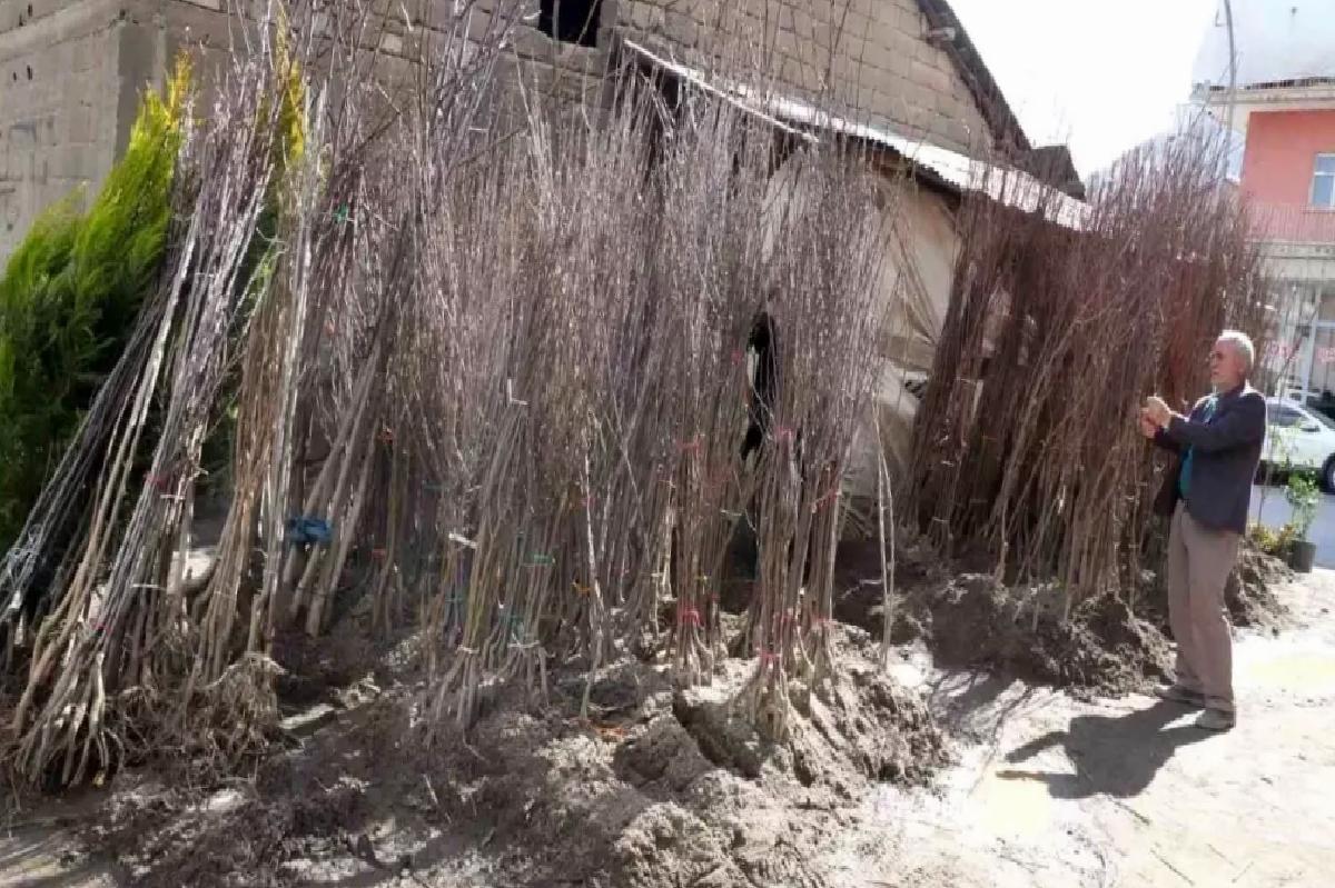 Muş’ta Fidan Satışları Başladı