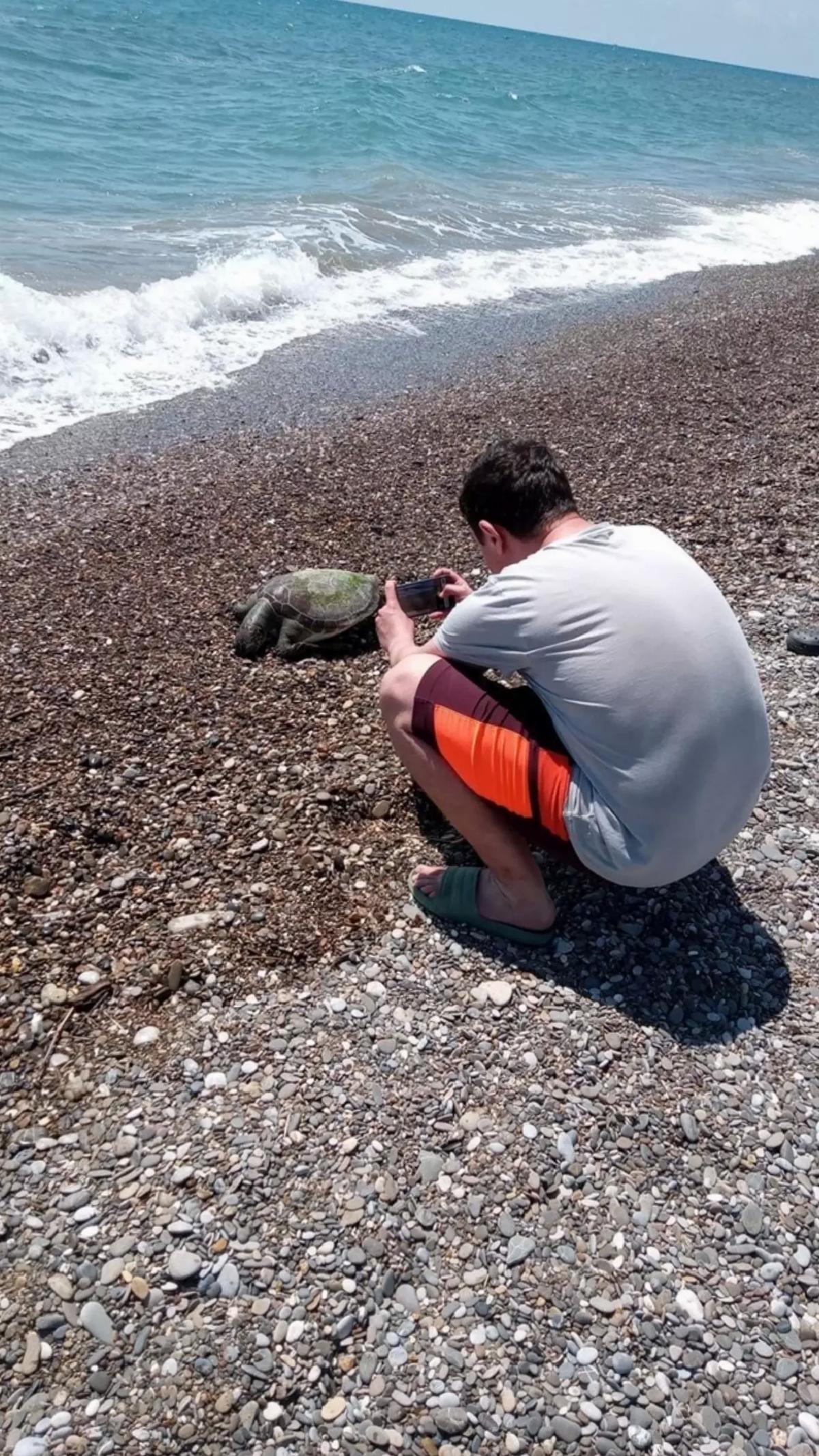 Ölü Caretta Caretta Bulundu