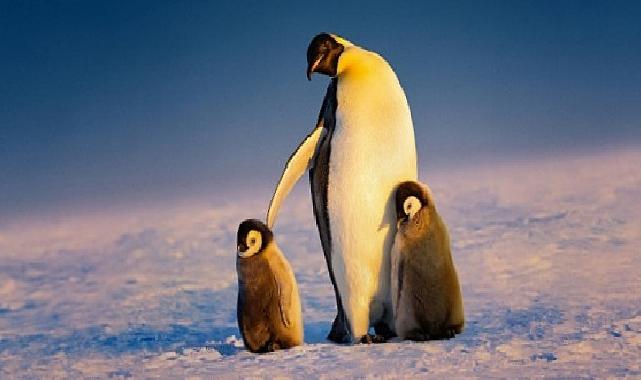‘Penguenlerin Gizemli Dünyası’ Art Arda 3 Bölümüyle 22 Nisan Salı Günü 20.00’de National Geographic WILD Ekranlarına Geliyor