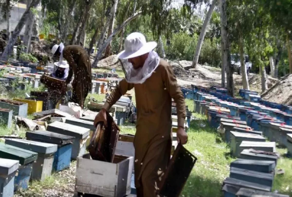 Peşaver’de Arıcılar Güneşin Altında Çalışıyor