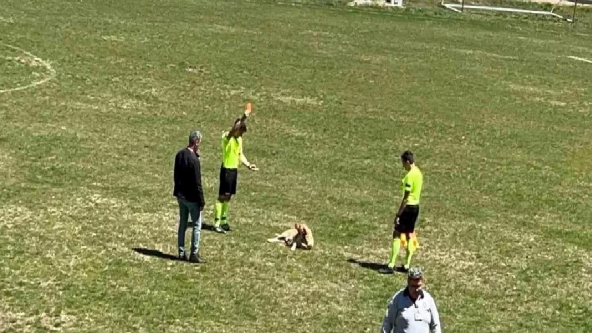 Saha İçindeki Köpeğe Kırmızı Kart!
