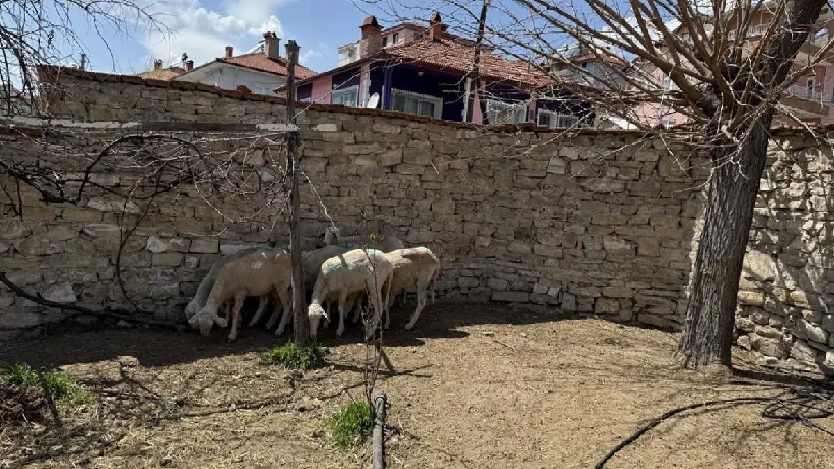 Sahipsiz Köpekler Koyunları Parçaladı