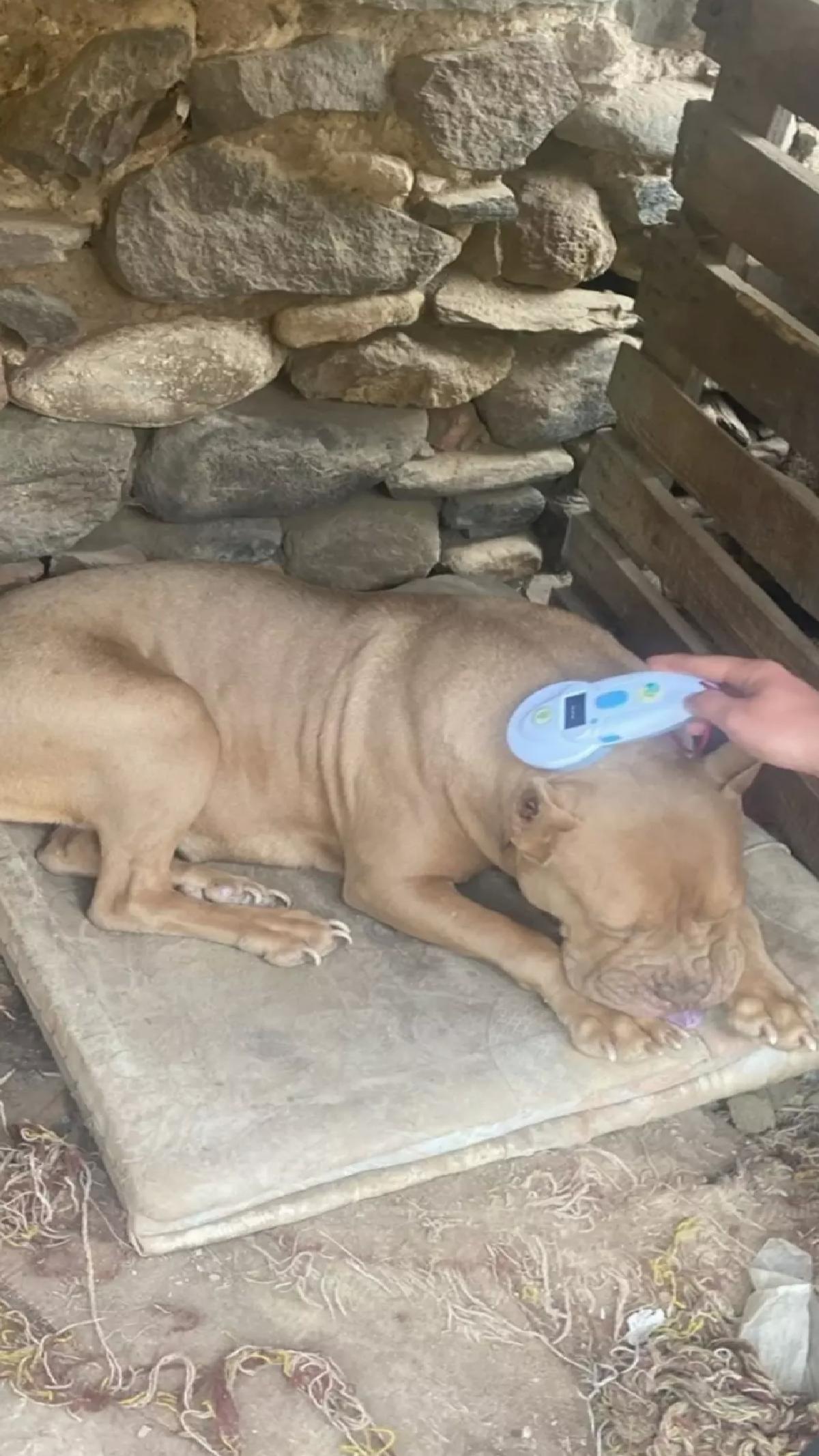 Salihli’de Yasaklı Irk Köpeklere Cezası