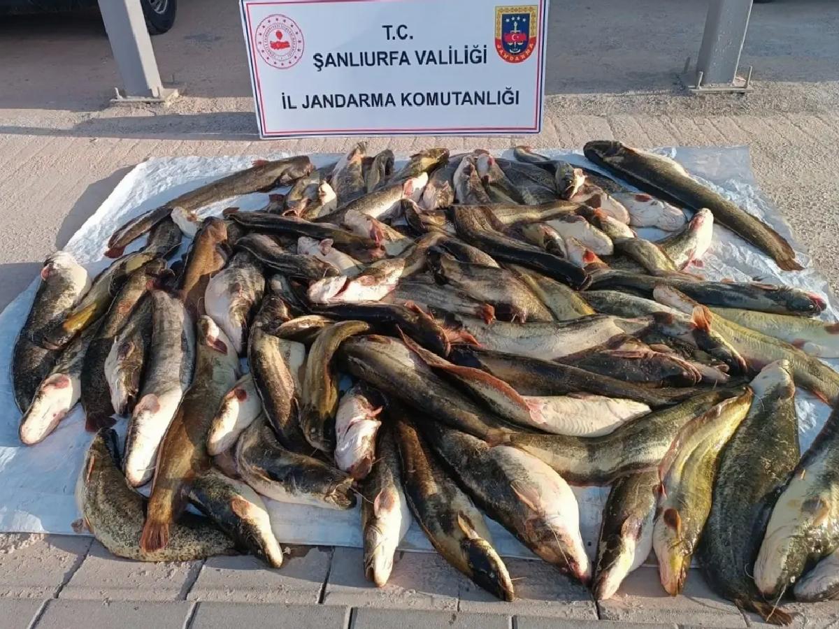 Şanlıurfa’da Kaçak Balıkçılık Ceza Getirdi