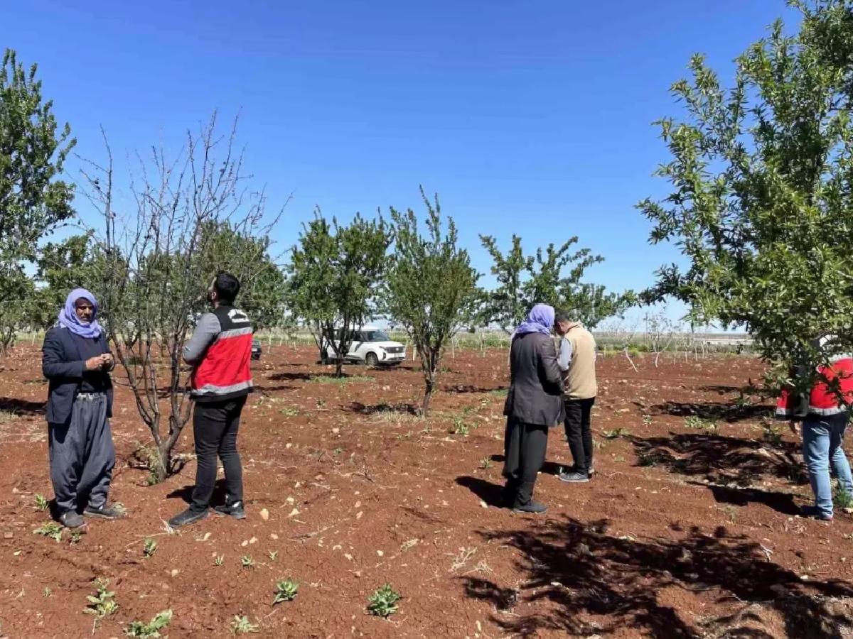 Şanlıurfa’da Tarımsal Zarar Tespiti Başladı
