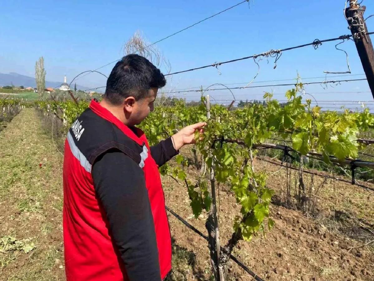 Sarıgöl’de Don Olayı Üzüm Bağlarını Vurdu