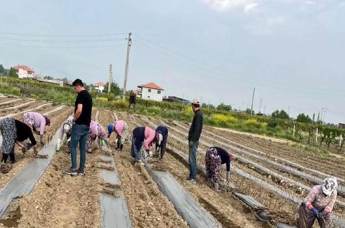 Sarıgöl’de Üzüm Çubuğu Üretimi Başladı