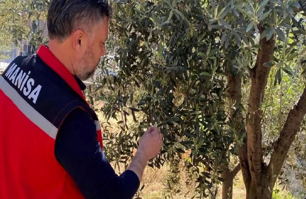 Sarıgöl’de Zeytin Bahçelerine Pamuklu Bit Uyarısı