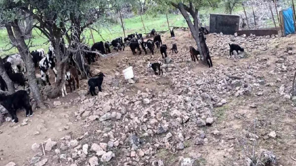 Savur’daki Besici Ek Süre Talep Ediyor