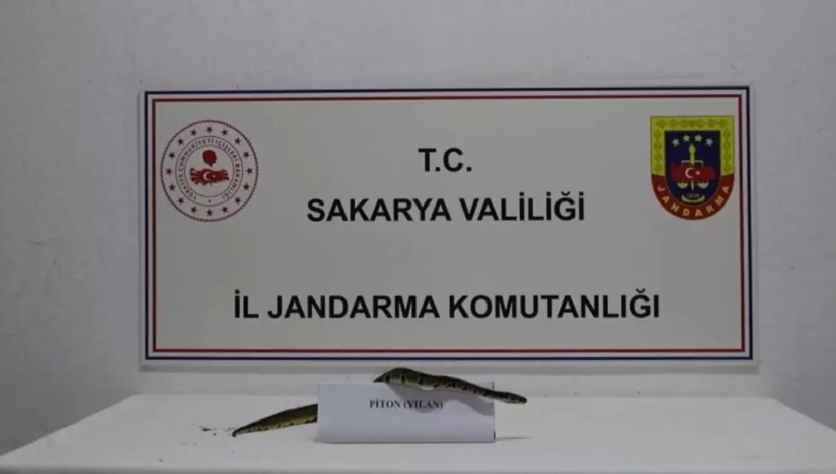Serdivan’da Kraliyet Pitonu Ele Geçirildi