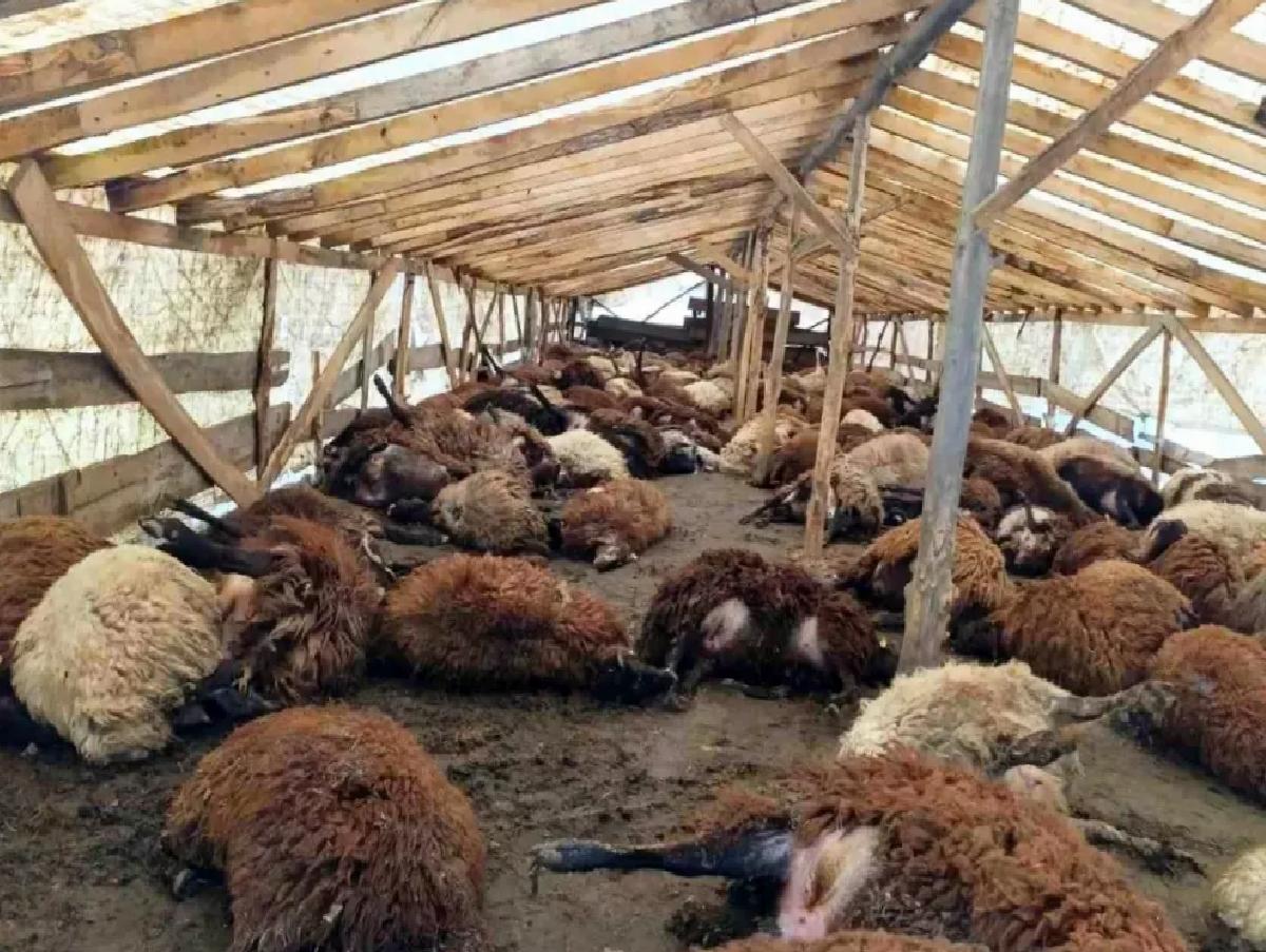 Şiddetli Rüzgar 280 Hayvanı Telef Etti