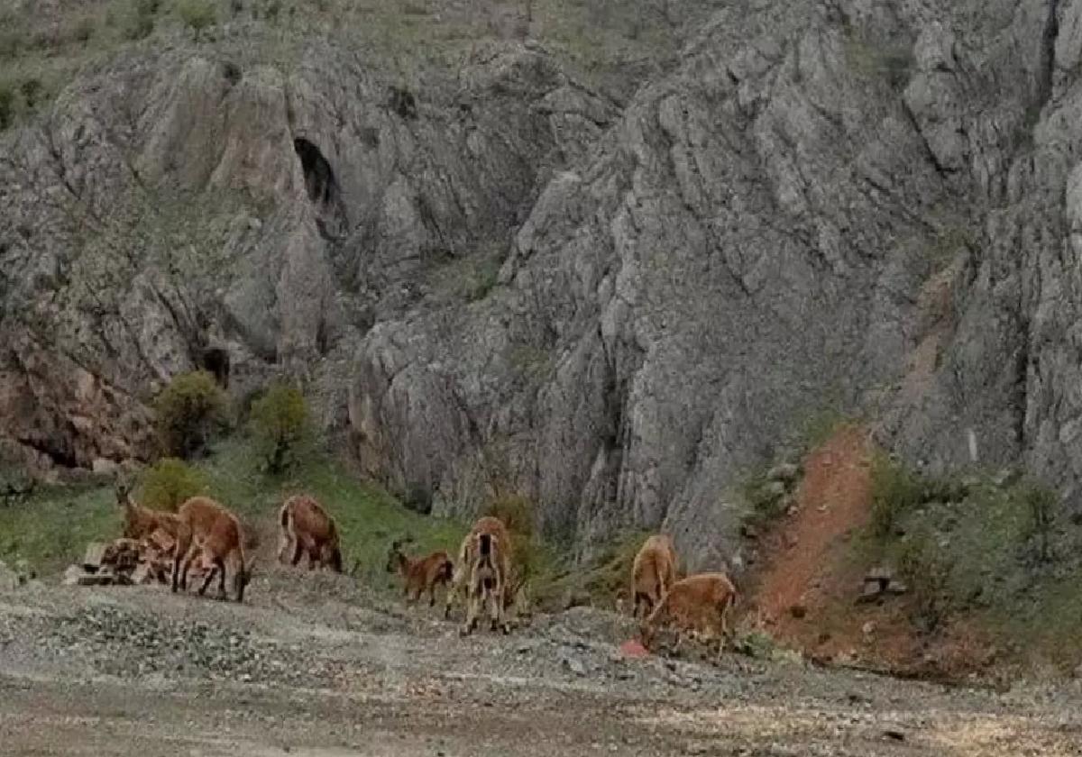 Sincik’te Dağ Keçileri Yolda Görüntülendi