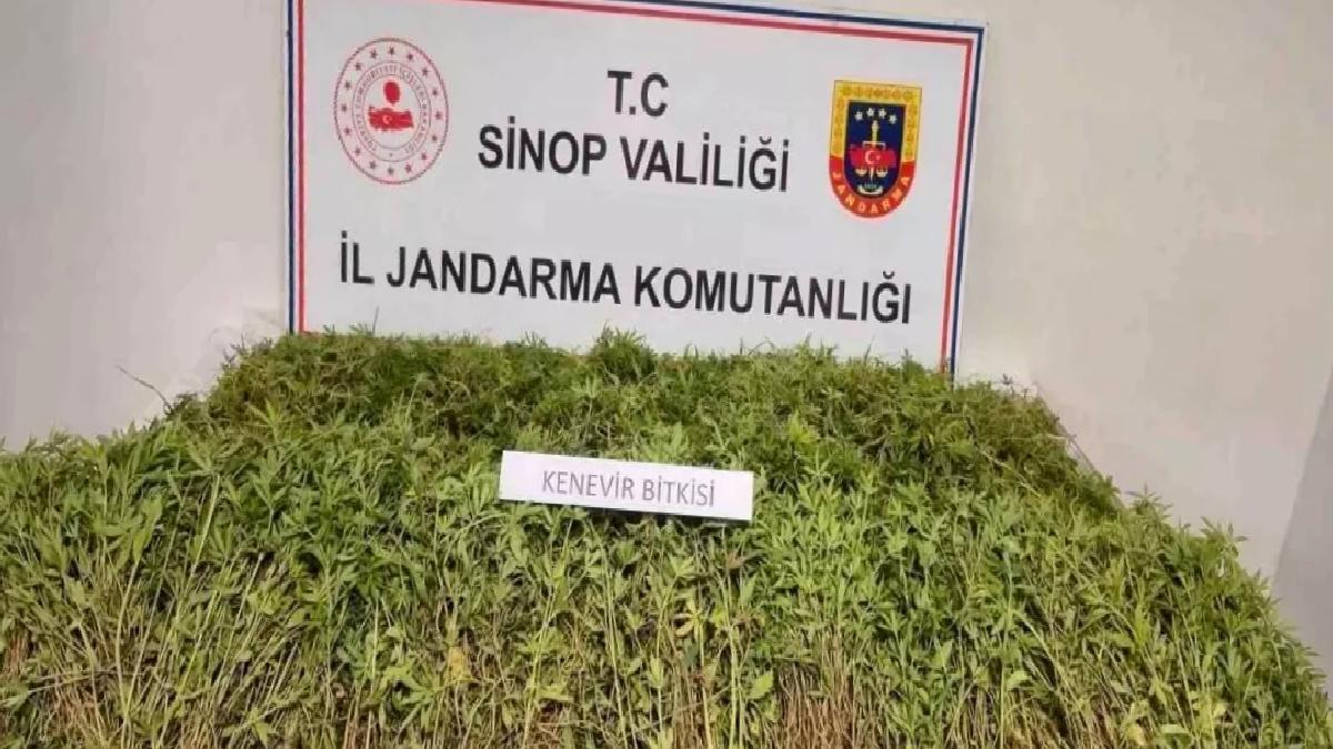 Sinop’ta 31 Bin Kök Kenevir Ele Geçirildi