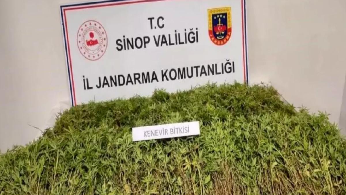 Sinop’ta Kenevir İddiayı Doğruladı