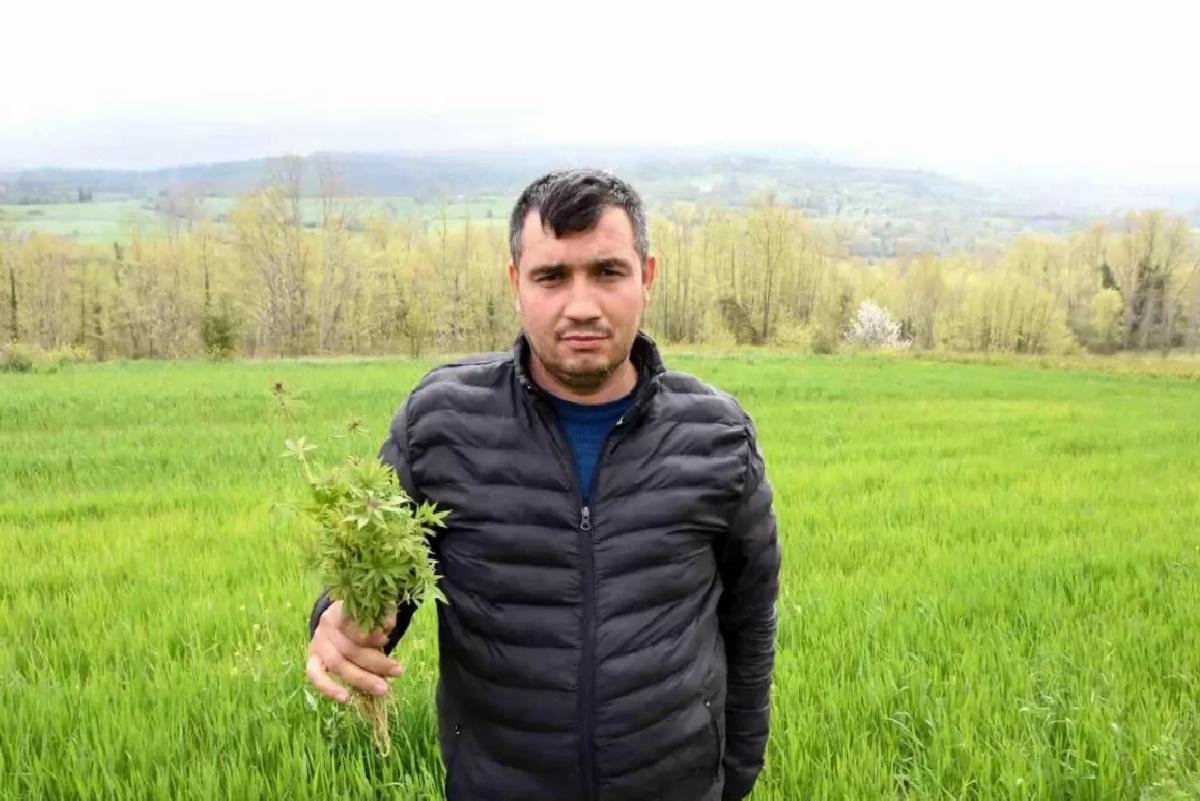 Sinop’ta Kenevir İzni Krizi