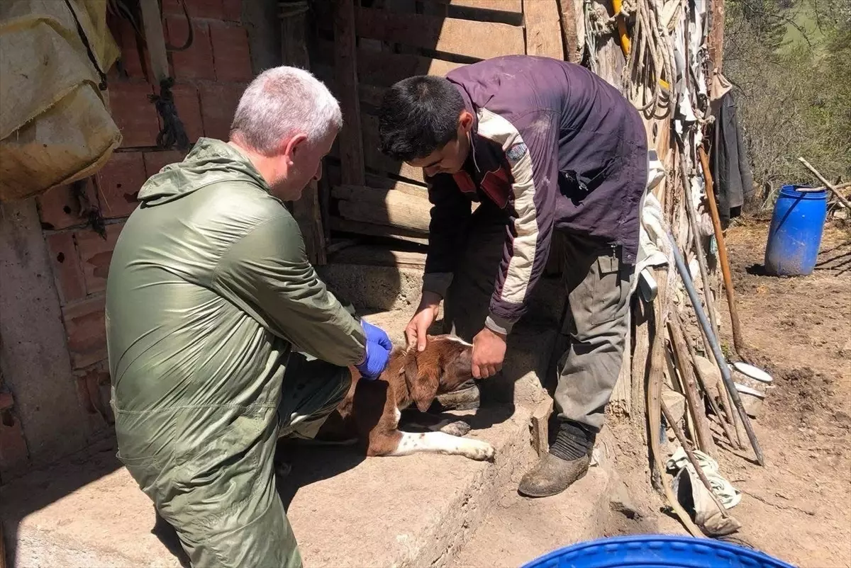 Sinop’ta Köpekler Mikroçip ile Kimliklendiriliyor