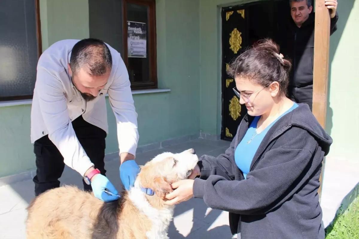 Sinop’ta Köpekler Mikroçip ile Kimliklendiriliyor