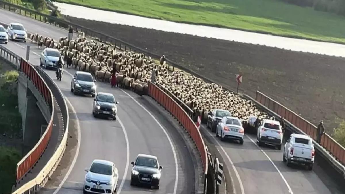 Şırnak’ta Göçerler Faraşin Yaylası’na Yola Çıktı