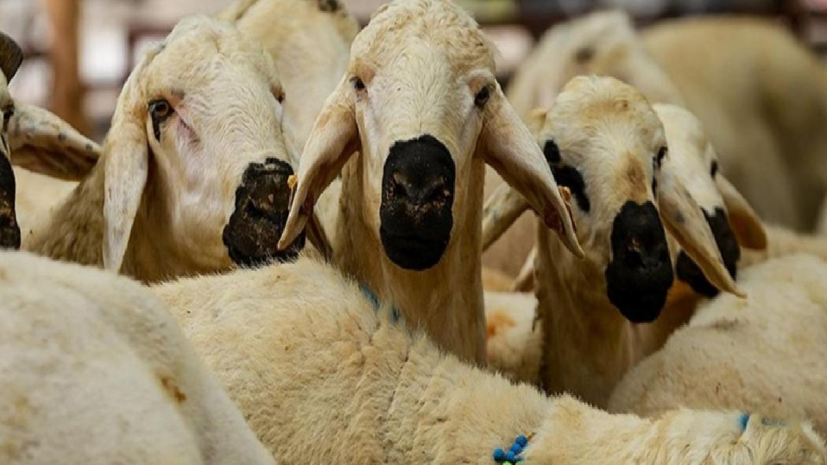 Sivas’ta kurbanlık ve kesim fiyatları belli oldu