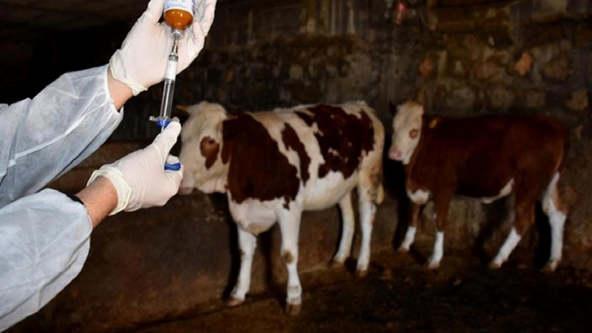 Slovakya ve Macaristan’daki şap salgını nedeniyle komşu ülkelerde tedbirler artırıldı