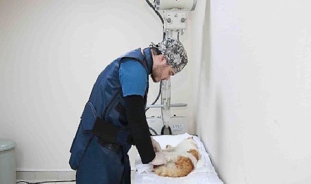 Sokak hayvanlarına Büyükşehir şefkati