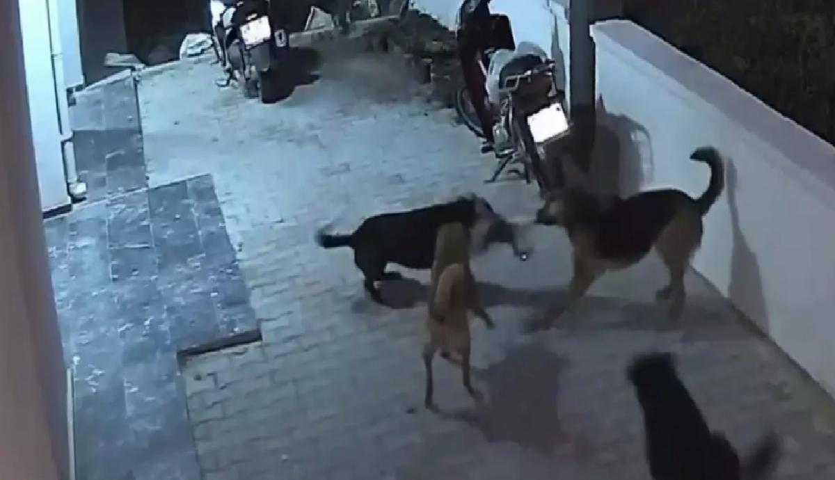 Sokak Köpekleri Kediye Saldırdı