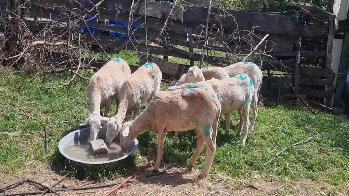 Sokak Köpekleri Koyun Saldırısı