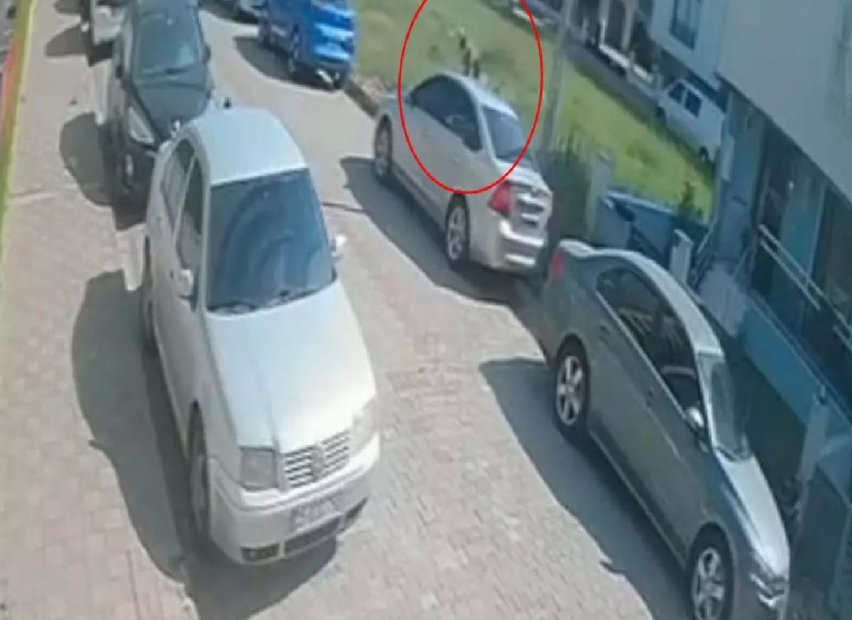 Sokak Köpekleri Saldırdı, Genç Yaralandı