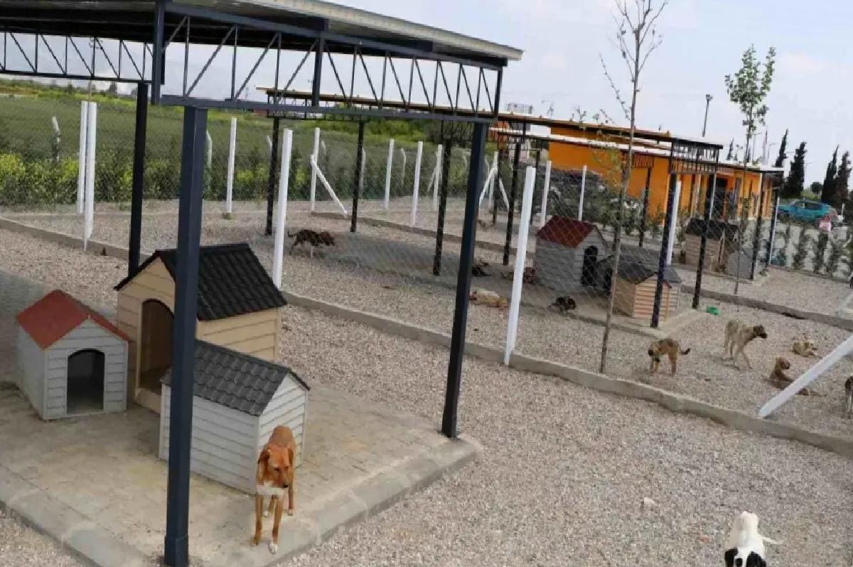 Söke’de Sokak Hayvanları İçin ‘Sevimli Patiler Sevgi Evi’
