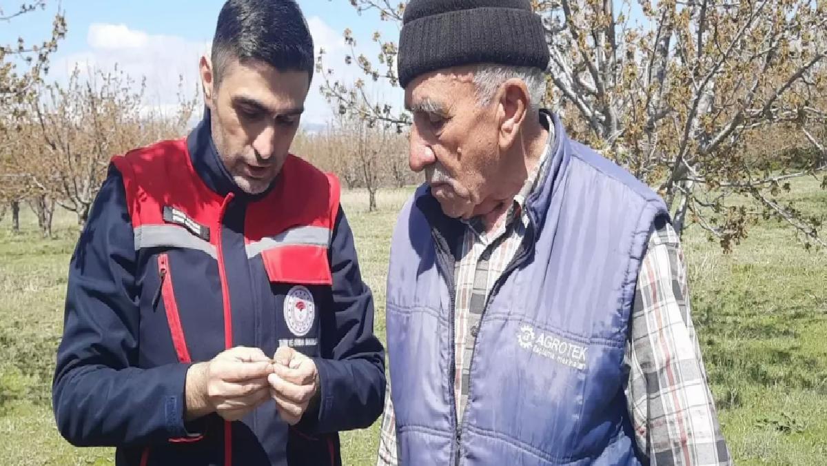Sultandağı’nda Zirai Don Kiraz Hasadını Vurdu