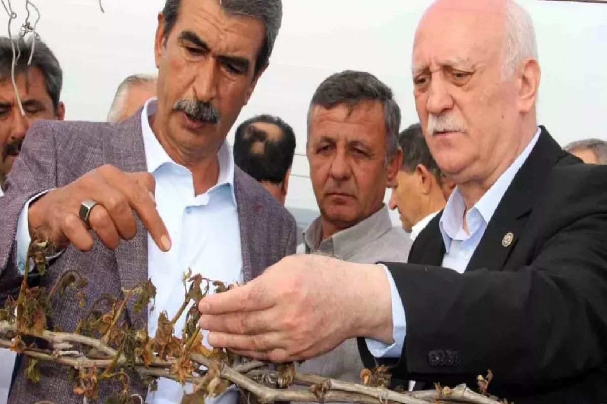 Sultaniye Üzüm Bağları Donun Kurbanı