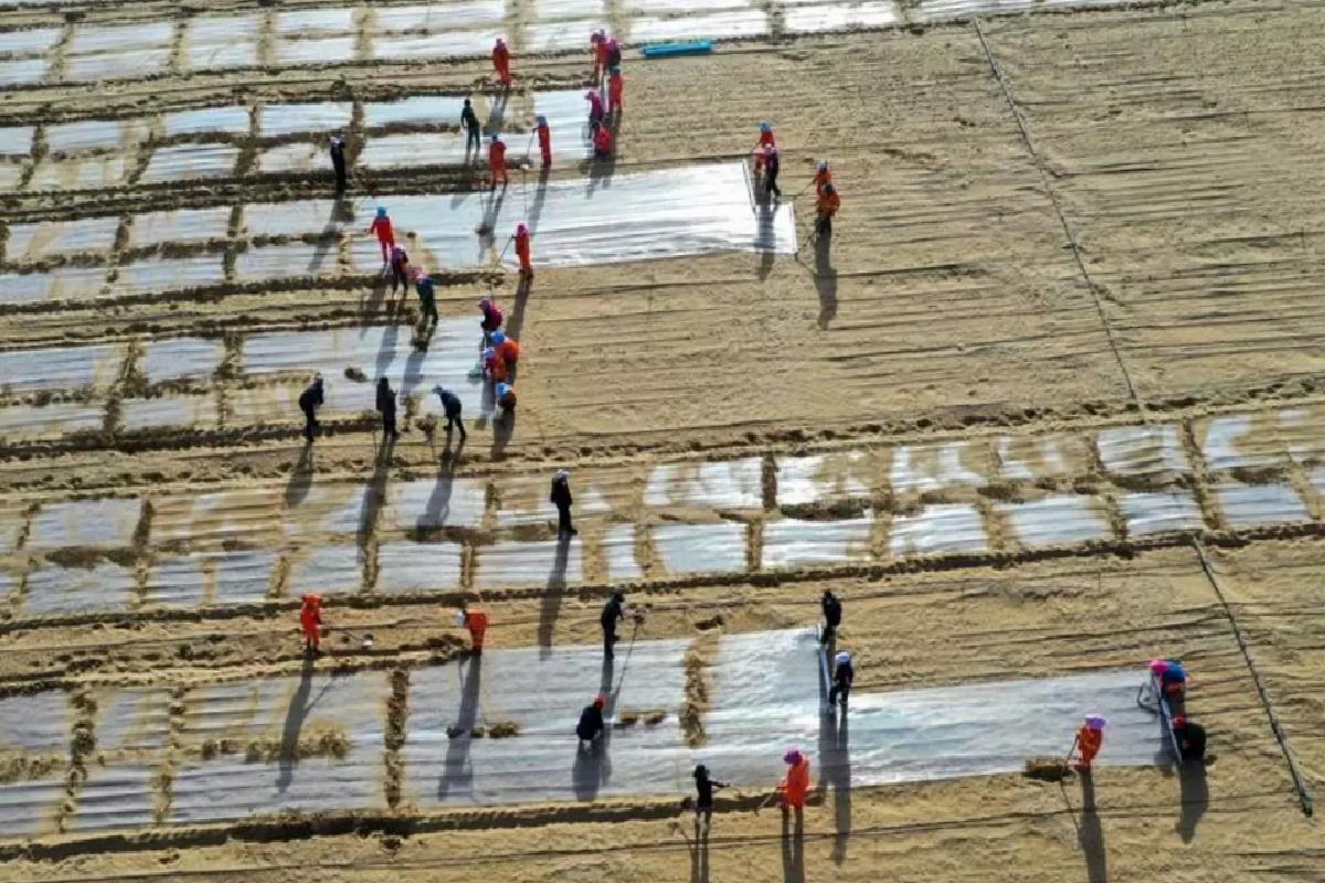 Taklamakan Çölü’nde Ağaçlandırma Hedefleri