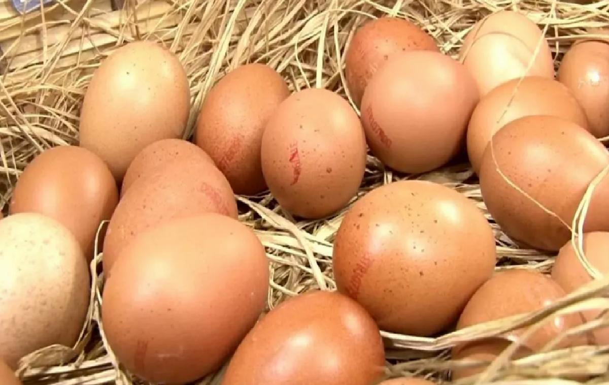 Tavuk Yumurtası Üretimi Şubat’ta Düştü