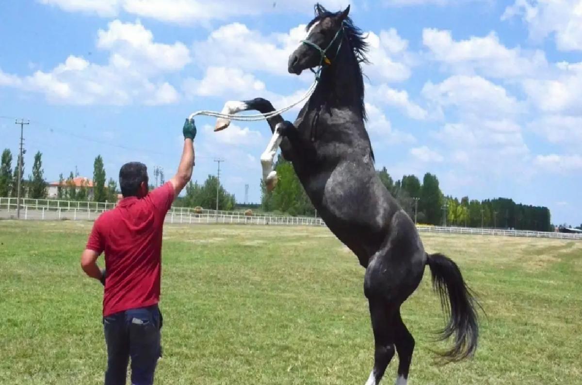 TİGEM 2025 Safkan Arap Tay Satış Tarihlerini Açıkladı