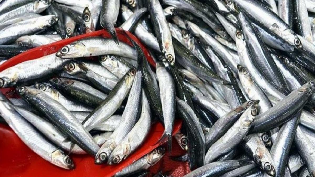 Türkiye, yılın ilk 3 ayında 3,1 milyon dolarlık hamsi ihraç etti
