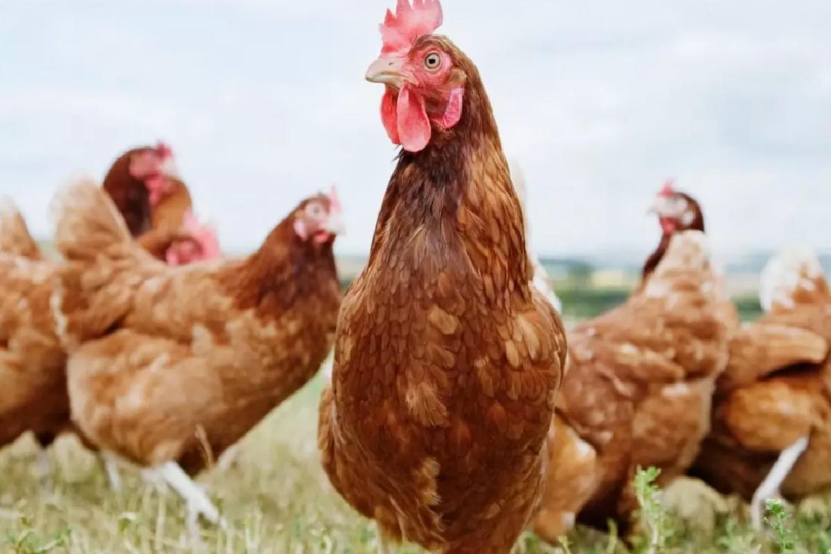Türkiye’nin tavuk devine kesilen ceza miktarı büyük tartışma yarattı