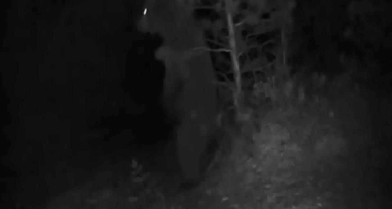 Türkiye’nin Yaban Hayatı Fotokapanlarla Belgelendi