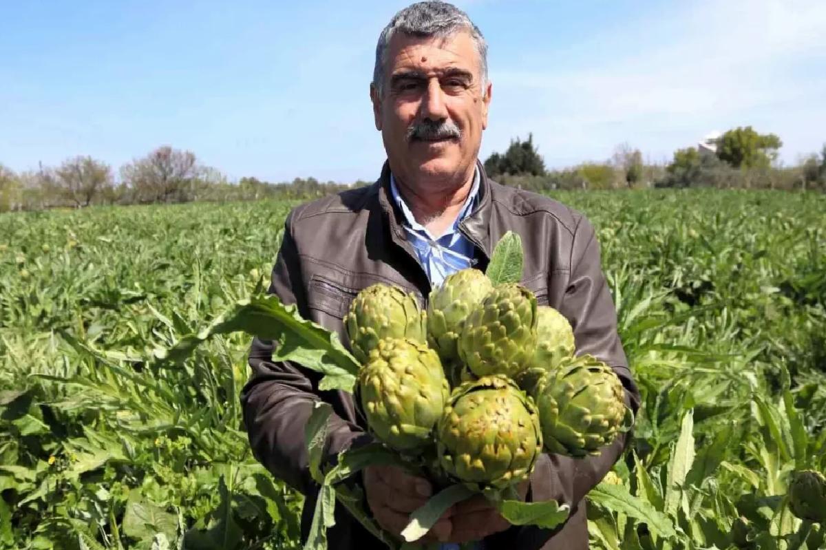 Urla’da Sakız Enginarında Hasat Zamanı