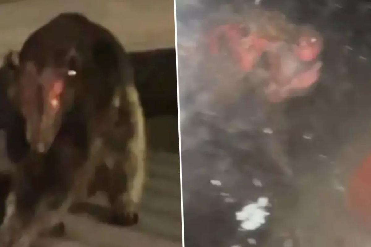 Uzmanları bile şaşırtan gizemli canlı: ‘Hiçbir bilinen türe benzemiyor