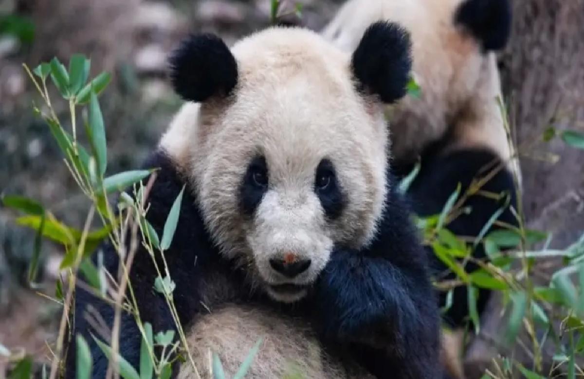 Viyana’ya İki Dev Panda Geldi