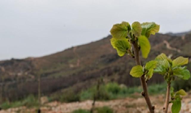 Yamanlar yangınında zarar gören ağaçlar yaşama tutundu 