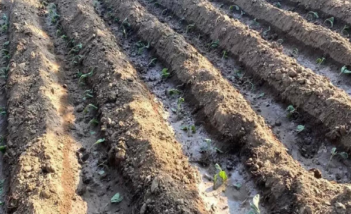 Yerli Ürün Yetiştiriciliği Artıyor